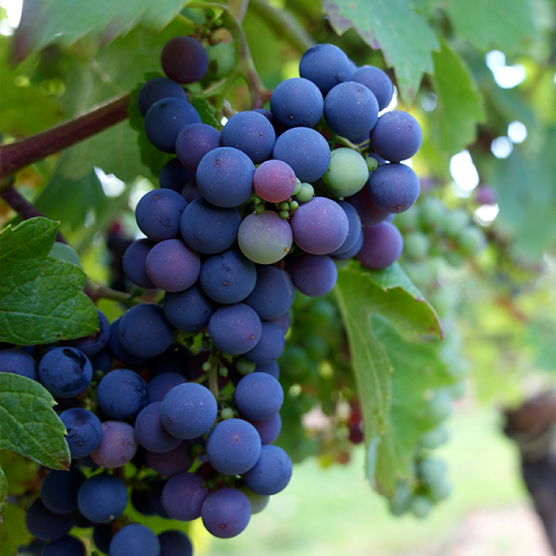 The Benefits of Including Fresh Fruits in Your Diet