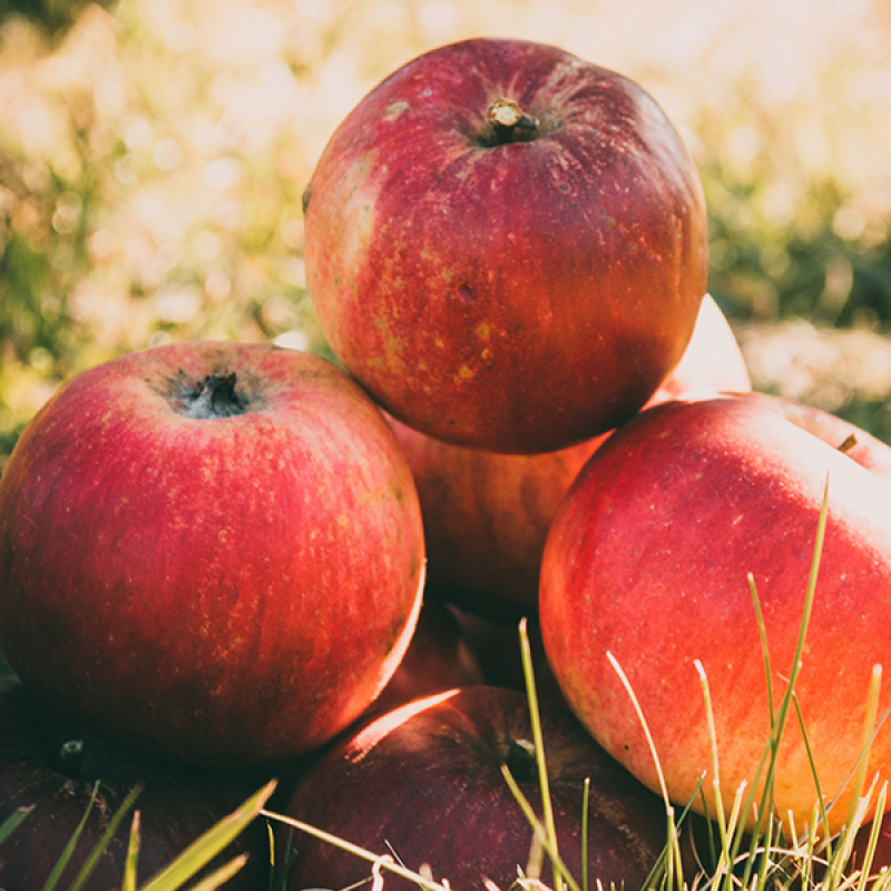 Organic Red Apples